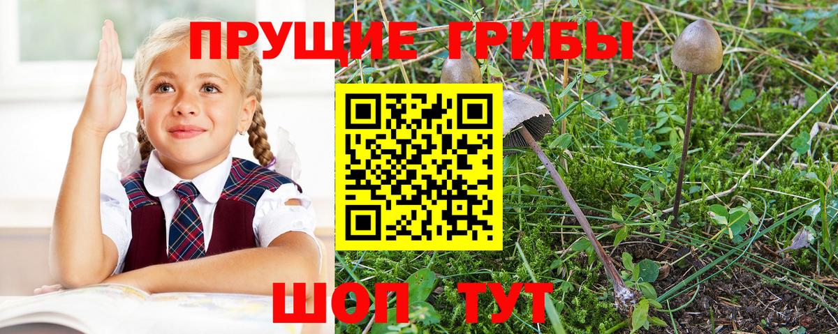 Псилоцибиновые грибы Psilocybe  Галлюциногенные грибы ЛСД  Вход с VPN  Кострома 